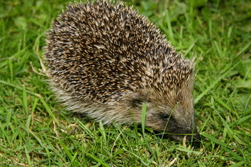 Close up of a Hedgehog eating