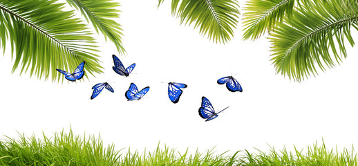 Magnifiques papillons exotiques bleus dans un écrin de verdure © imagika