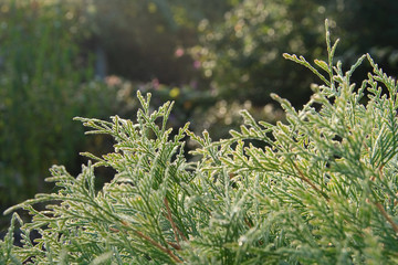 background with thuja occidentals branches