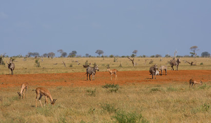 Fototapeta na wymiar antelope