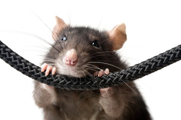 grey rat portrait