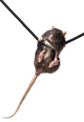 grey rat on rope - 26398633