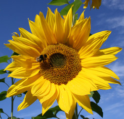 Naklejka premium sonnenblume