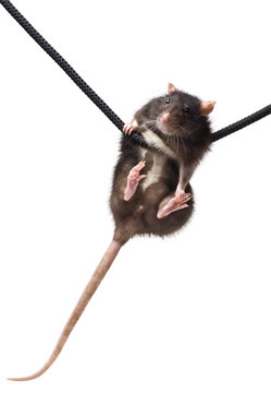 grey rat on rope