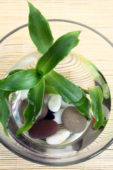 close-up top view of bowl with water, pebbles and plant