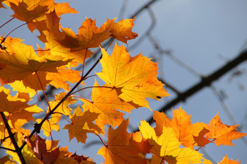 Herbst: bunte Ahornblätter im Sonnenlicht