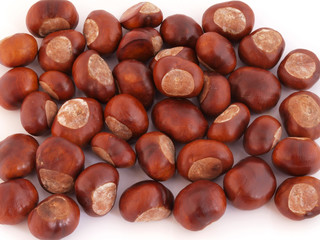 Horse chestnut or conker.