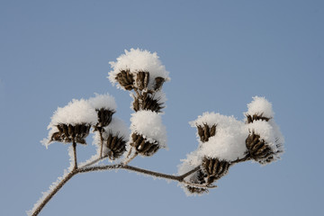 Snow on plants