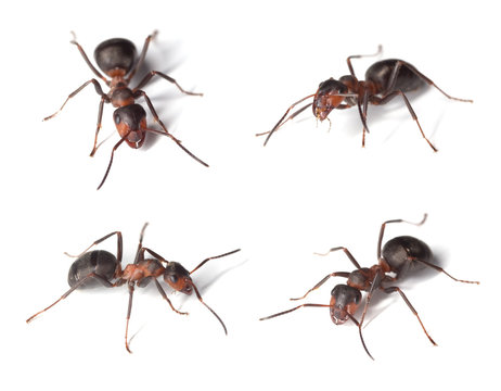 Horse ants isolated on white background.