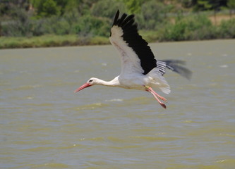 cigogne en plein vol