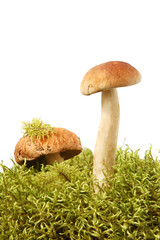 King boletus edulis