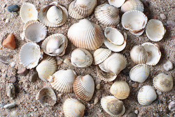 Muscheln am Sand strand