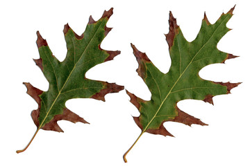 Oak leaves