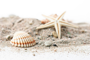Muschel, Seestern und Schneckenhaus am Sand strand