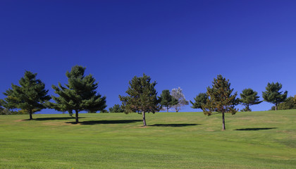 Early morning blue sky and trees