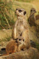 Family of meerkats
