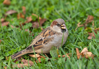 Angry sparrow