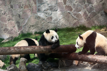 Fototapeta premium 哺乳动物大熊猫