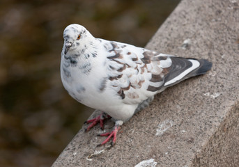 The white pigeon