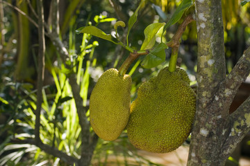 Jackfruit on the jackfruit tree the fruit from a garden in  Vietnam(Artocarpus heterophyllus)