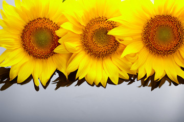 Obraz premium Three sunflowers with copyspase