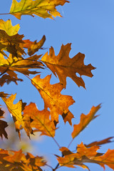 Herbstlaub #5