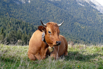 vache et paysage de montagne