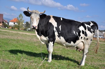 cow