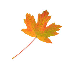 Colorful maple leaf.