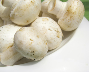 Mushrooms isolated on white plate