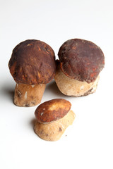 ceps