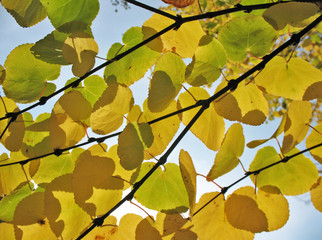 Yellowing leaves against the sky