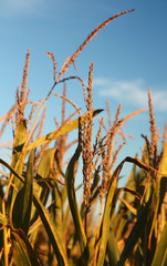 Maisfeld in der Abendsonne