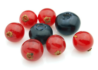Blueberry and currant