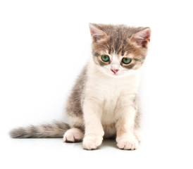 Small gray kitten isolated on a white background