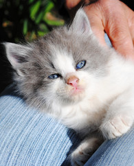 Pequeño gato de ojos azules