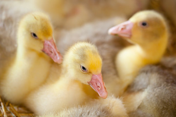 Little Ducklings