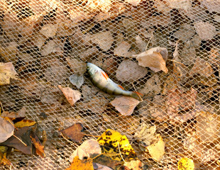 Lonely perch in a grid