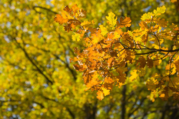 Autumn oak tree leaves