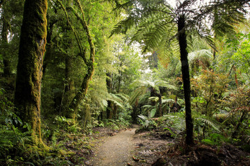 Fototapeta premium Tropical forest jungle