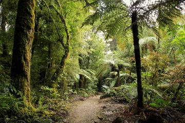  Tropical forest jungle © Stillfx