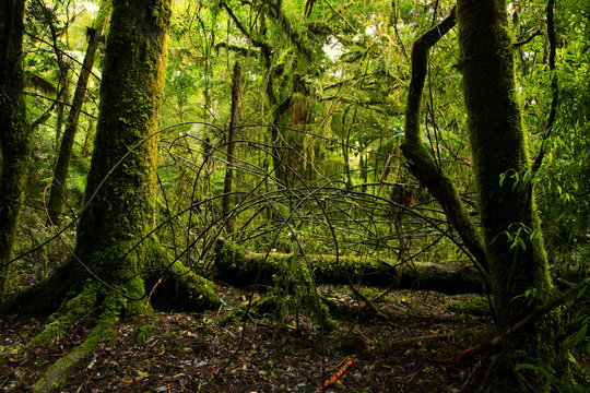 Fototapeta Green tropical forest jungle