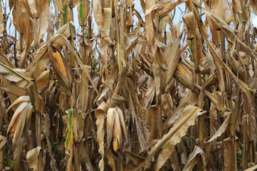 autumn corn field
