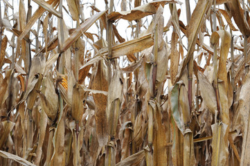 fall corn field horizontal