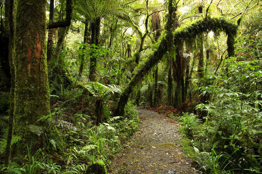 Fototapeta Tropical forest walking trial