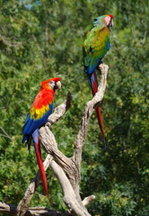 couple de perroquets