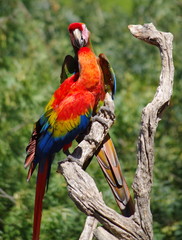 couple de perroquets