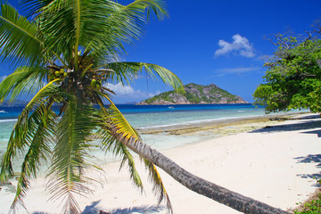 Palm tree on empty beach, Grand Soer island, Seychelles