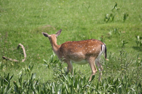 Rehe - scheue Tiere