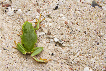 climbing tree frog